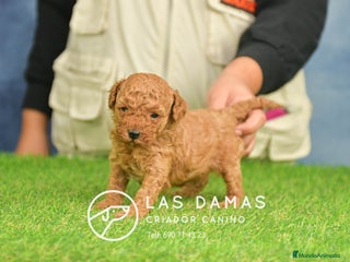 Caniche Toy perros Cachorros de Caniche. Cría ética, calidad garantía en Burgos - Anuncio 9