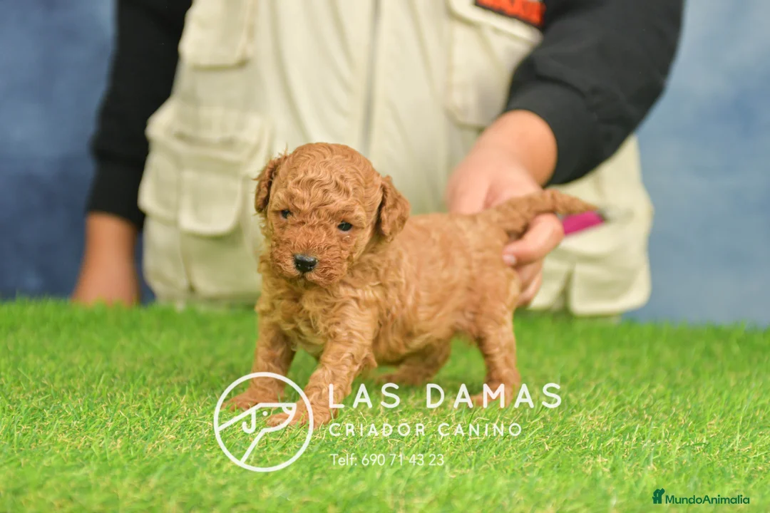 Caniche Toy perros en venta: Cachorros de Caniche. Cría ética, calidad garantía en Burgos - Anuncio 1
