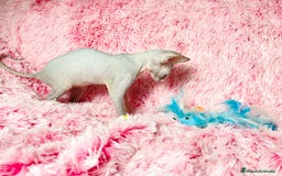 Sphynx gatos en venta: GATITA SPHYNX BLUE/BLANCO - Imagen 2