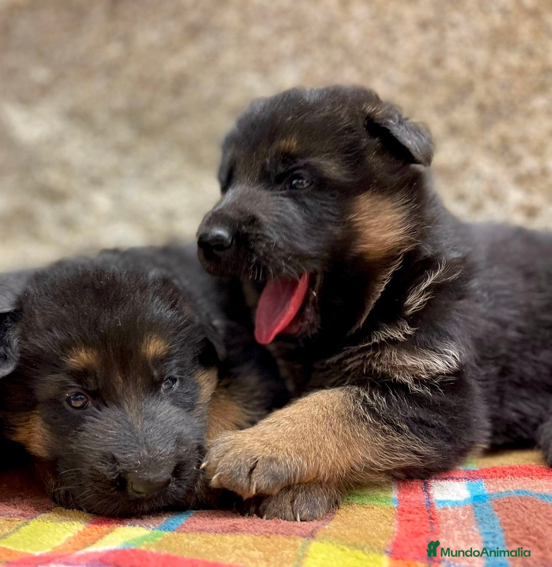 Pastor Alemán perros en venta: Súper cachorro macho pastor alemán  - Anuncio 18