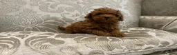 Caniche Toy perros en venta: caniche toy - Anuncio 5