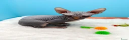 Sphynx gatos en venta: Gatitos Egipcios  - Anuncio 17