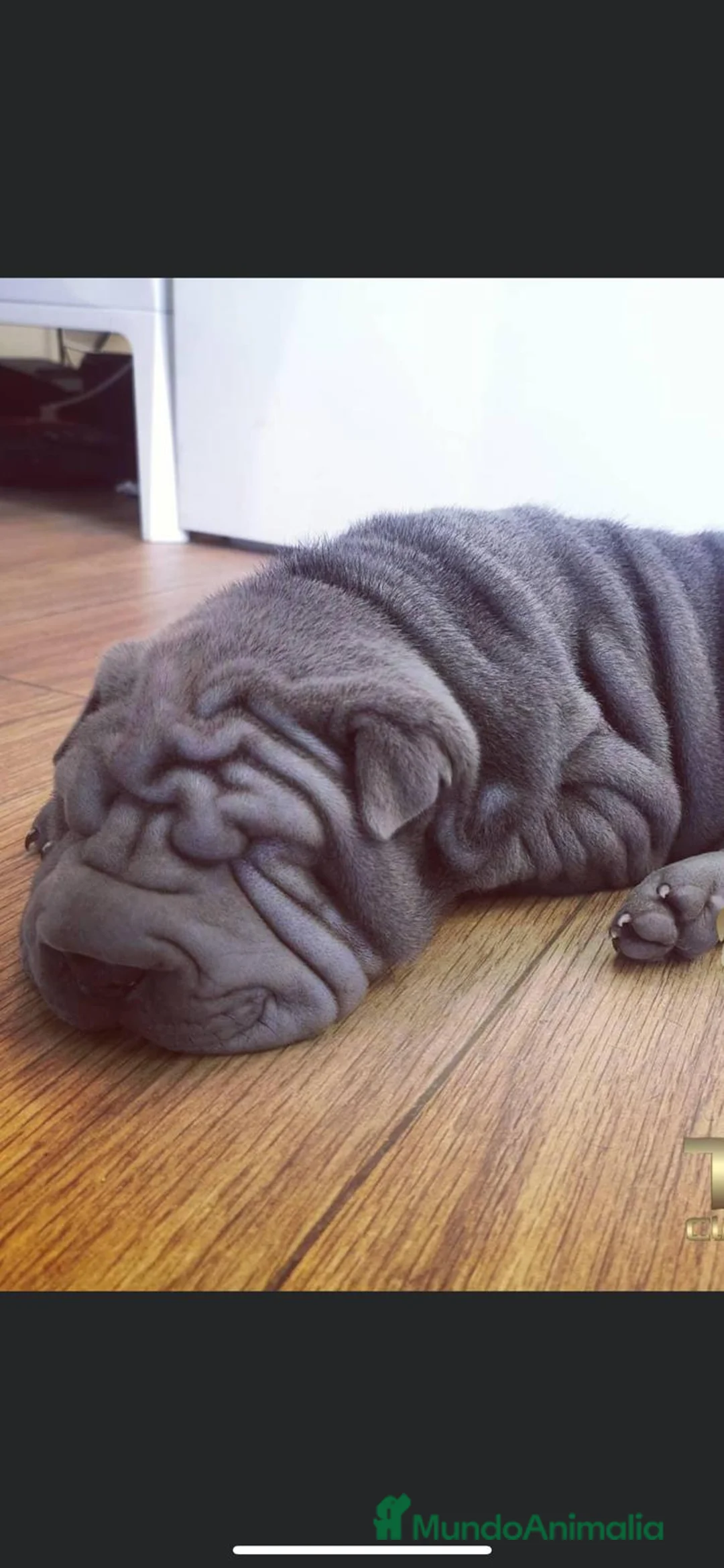 Shar Pei perros en venta: LOS SHARPEI MAS BONITOS Y SALUDABLES en Málaga - Anuncio 2