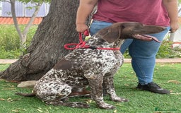 Braco Alemán de Pelo Corto perros en venta: Excelentes Bracos Alemanes  - Imagen 6