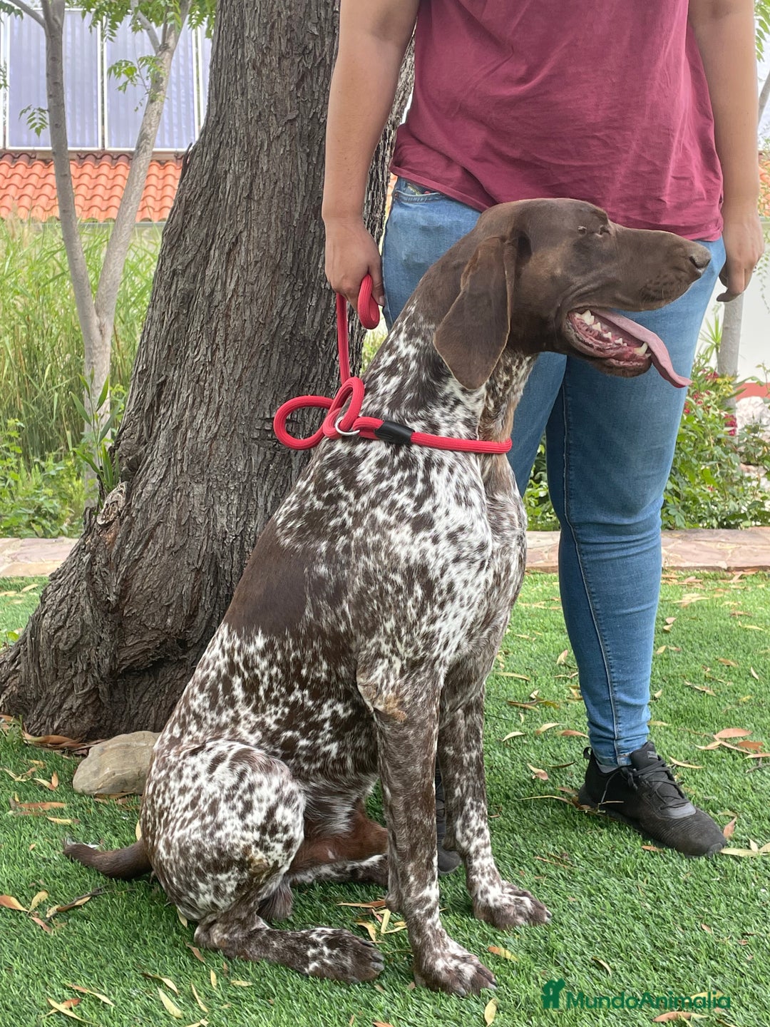 Braco Alemán de Pelo Corto perros en venta: Excelentes Bracos Alemanes  - Imagen 6
