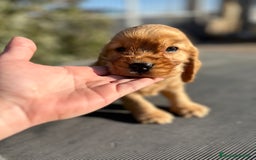 Cocker Spaniel Inglés perros en venta: COCKER SPANIEL INGLÉS DORADO MACHO en Barcelona - Imagen 1