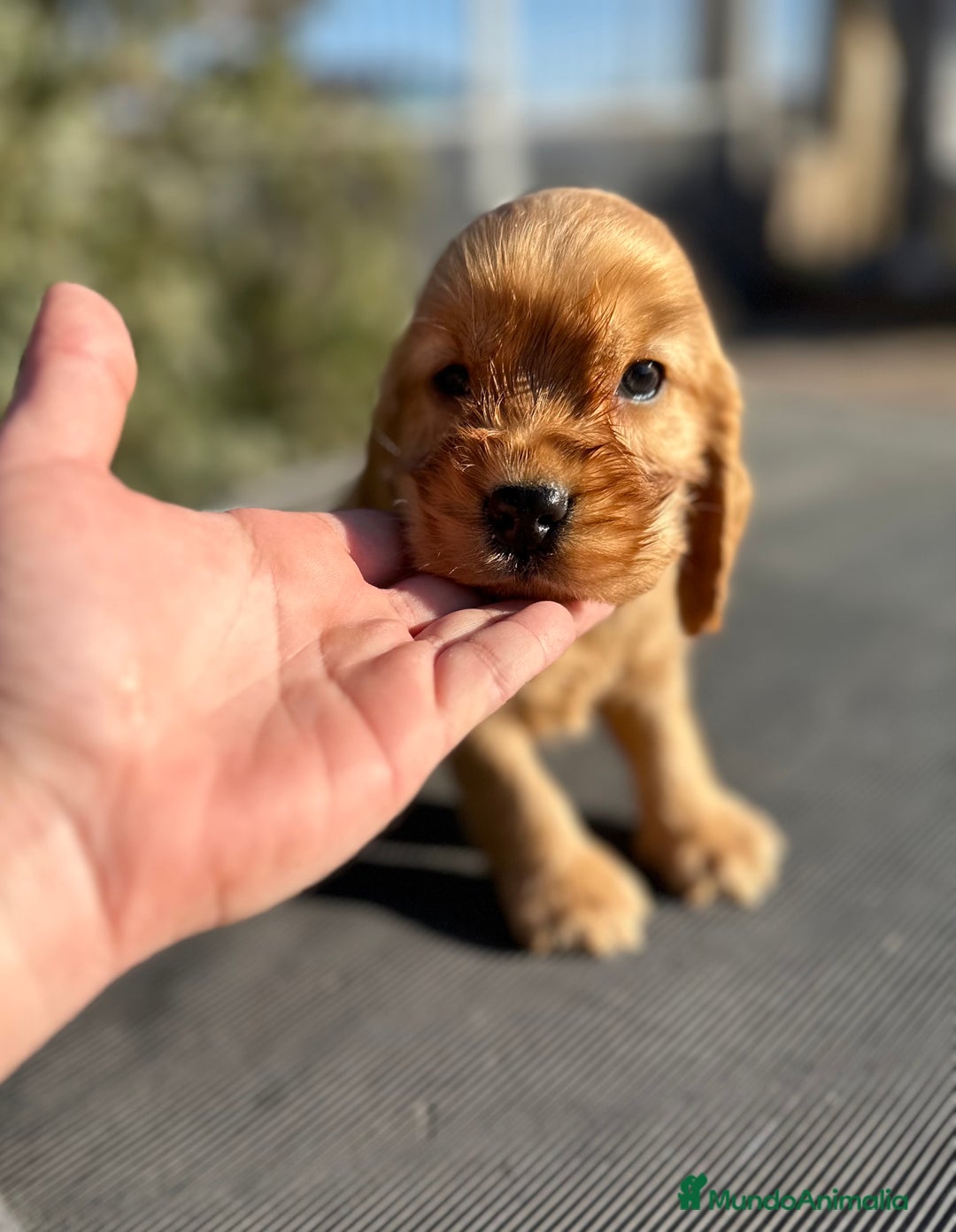 Cocker Spaniel Inglés perros en venta: COCKER SPANIEL INGLÉS DORADO MACHO en Barcelona - Imagen 1