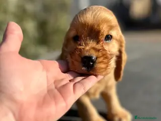 Cocker Spaniel Inglés perros COCKER SPANIEL INGLÉS DORADO MACHO en Barcelona - Anuncio 4