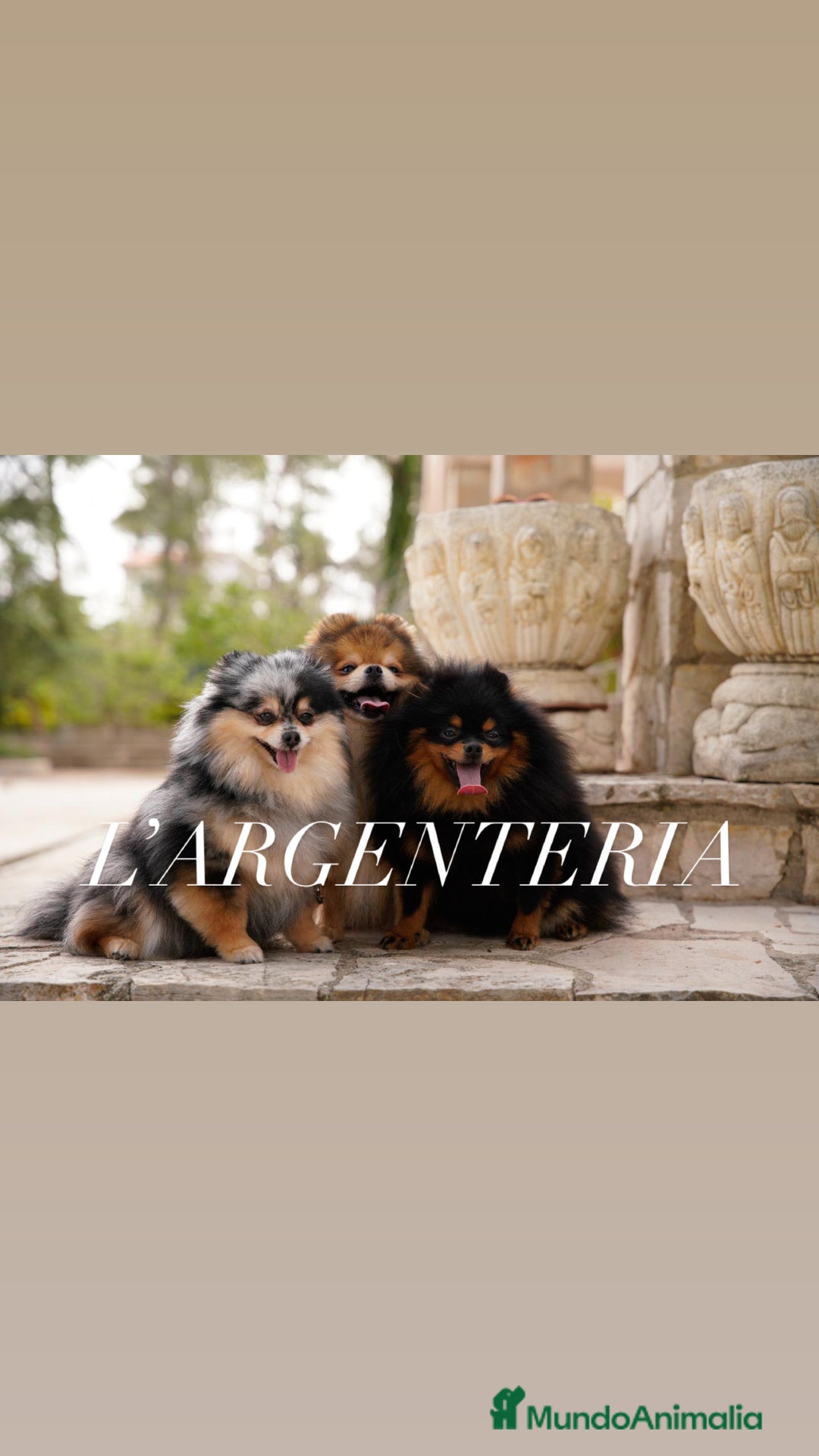 Pomerania perros en venta: camada pomerania  - Imagen 6