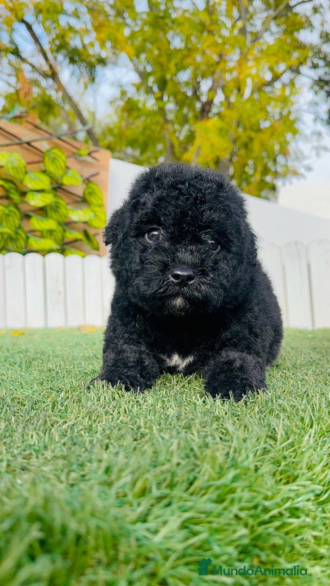 Perro de Agua Español perros en venta: PERRO DE AGUA  - Anuncio 6