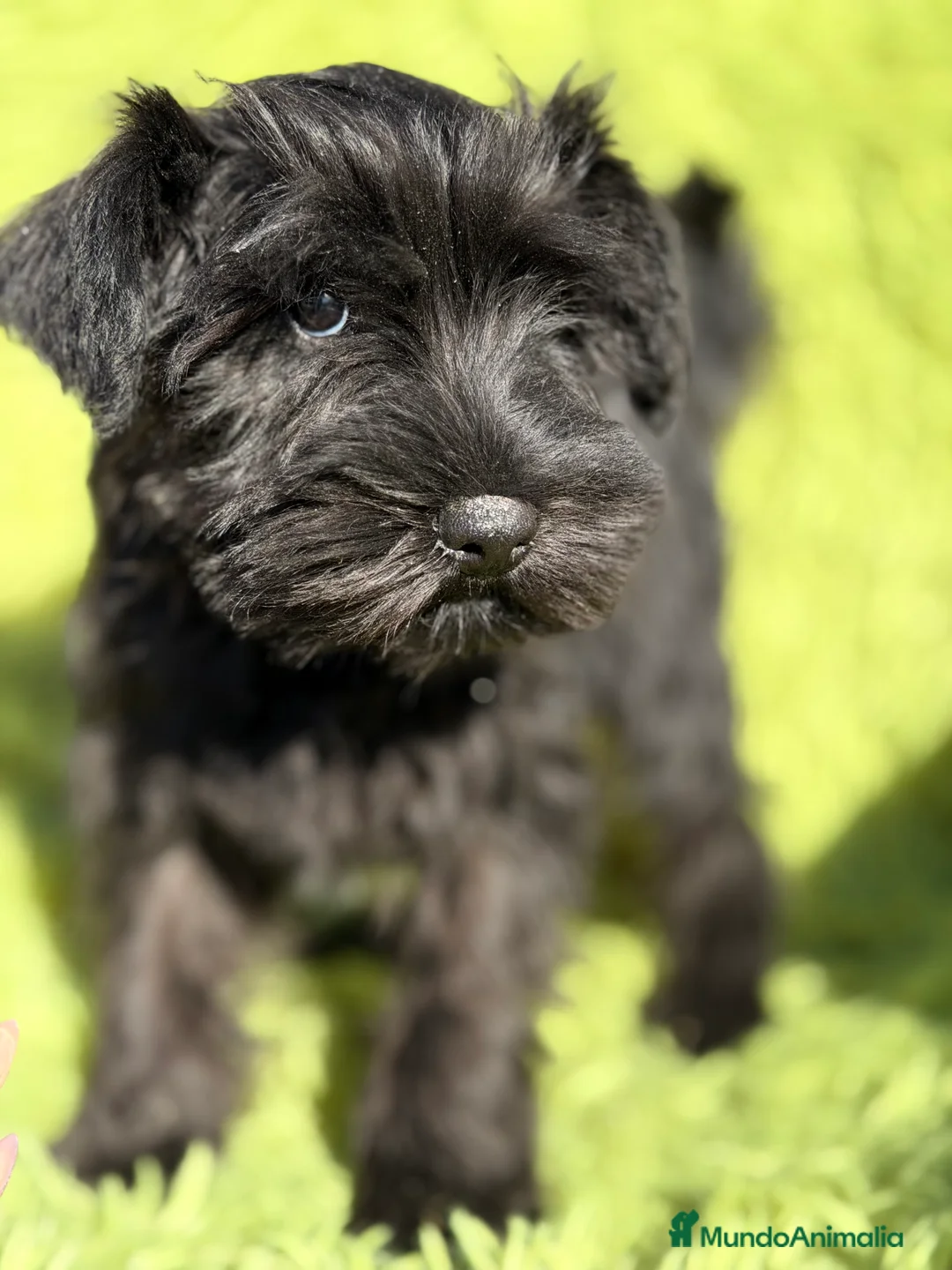 Schnauzer Miniatura perros en venta: Schnauzer miniatura  - Anuncio 5