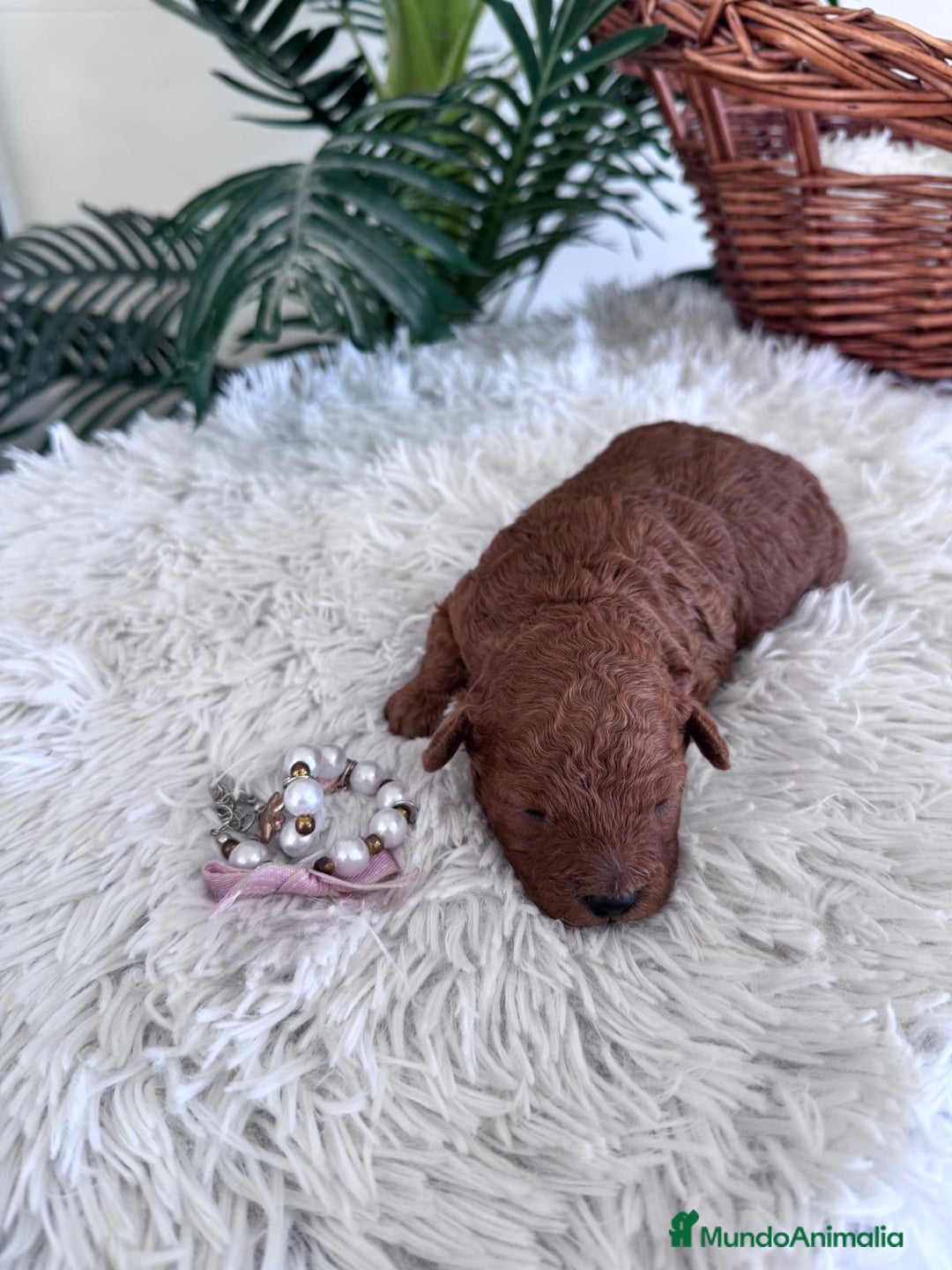 Caniche Toy perros en venta: CANICHE TOY HEMBRA - Anuncio 8