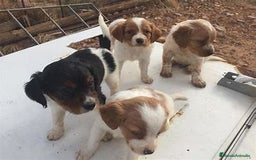 Épagneul Breton perros en venta: CACHORRO BRETON EN IMPERIAL CANIS! - Imagen 1