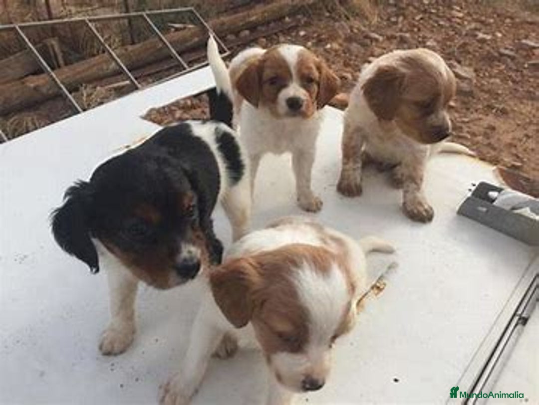 Épagneul Breton perros en venta: CACHORRO BRETON EN IMPERIAL CANIS! - Imagen 1