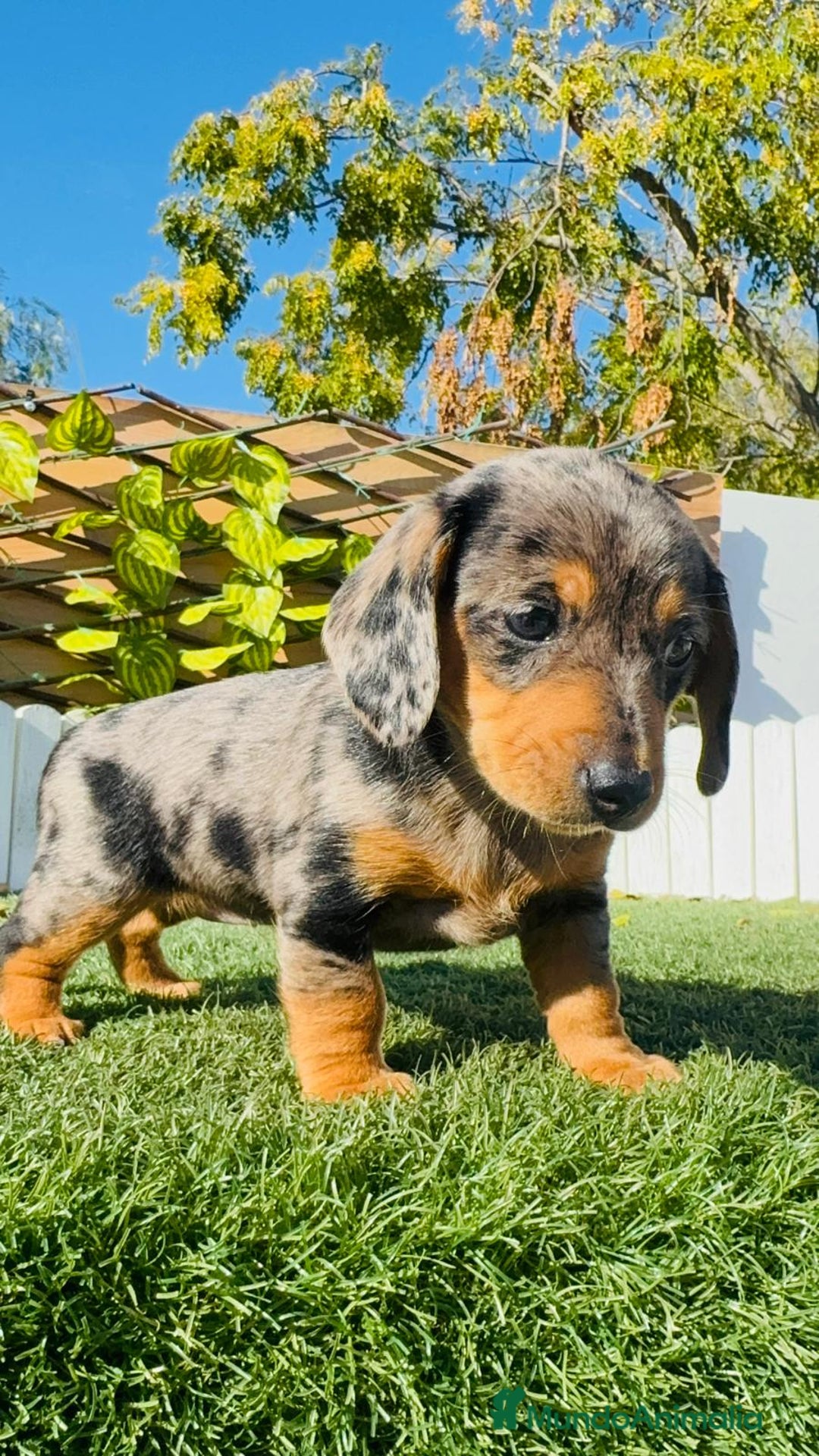 Teckel Miniatura perros en venta: TECKEL MINIATURA HEMBRA - Anuncio 6