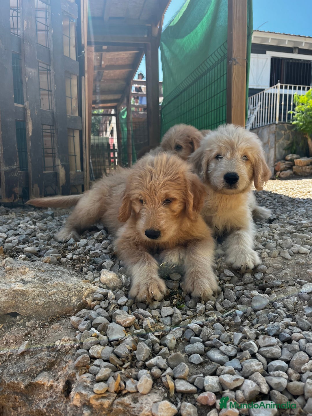 Goldendoodle perros en venta: Goldendoodle  - Imagen 10