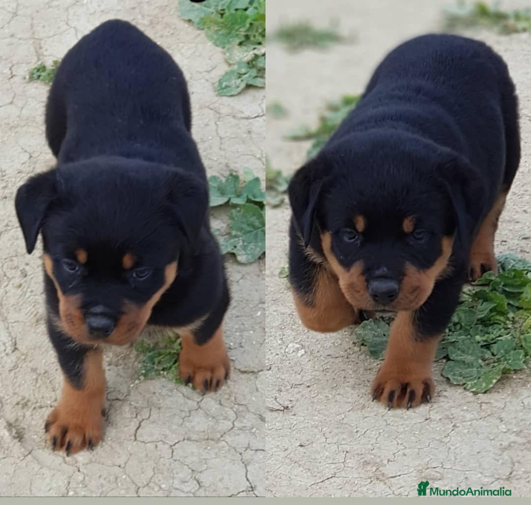Rottweiler perros Cachorros Rottweiler  - Anuncio 1