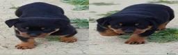 Rottweiler perros en venta: Cachorros Rottweiler  - Anuncio 1
