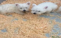 West Highland White Terrier perros en venta: CACHORROS DE WESTY - Imagen 3