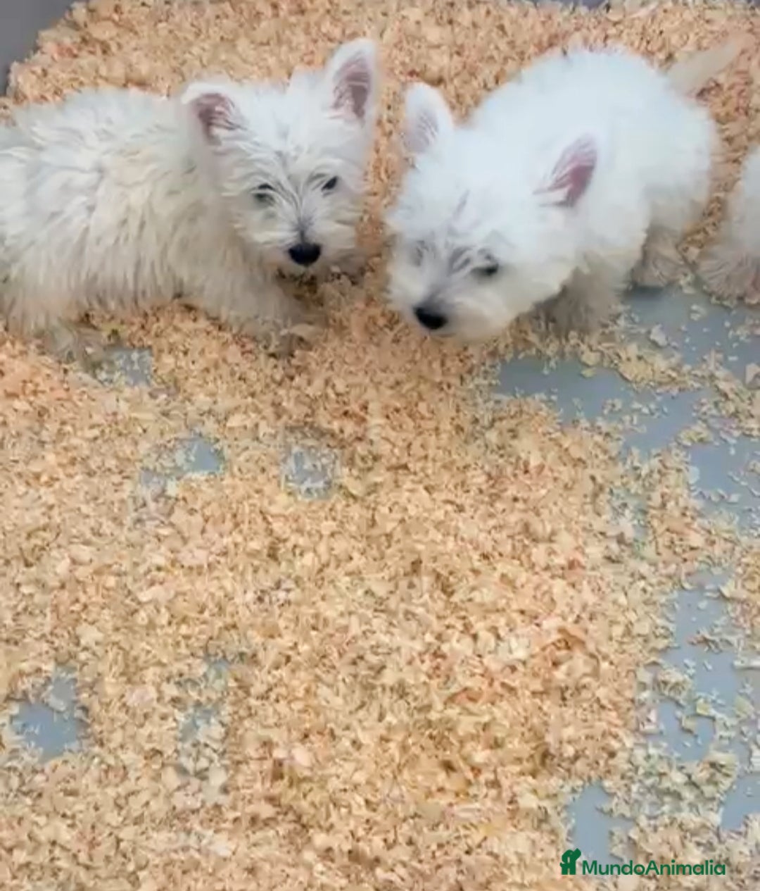 West Highland White Terrier perros en venta: CACHORROS DE WESTY - Imagen 3