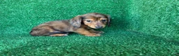 Teckel Miniatura perros en venta: teckel miniatura - Anuncio 8