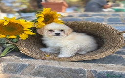 Maltipoo perros en venta: Maltipoo Con toda la vacunación completa. - Imagen 6