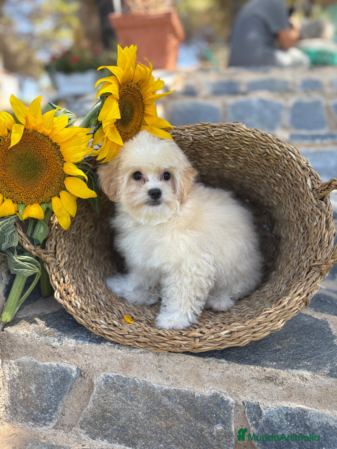 Maltipoo perros en venta: Maltipoo Con toda la vacunación completa. - Imagen 6