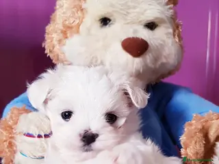 Bichón Maltés perros Bichón Maltés - Anuncio 1