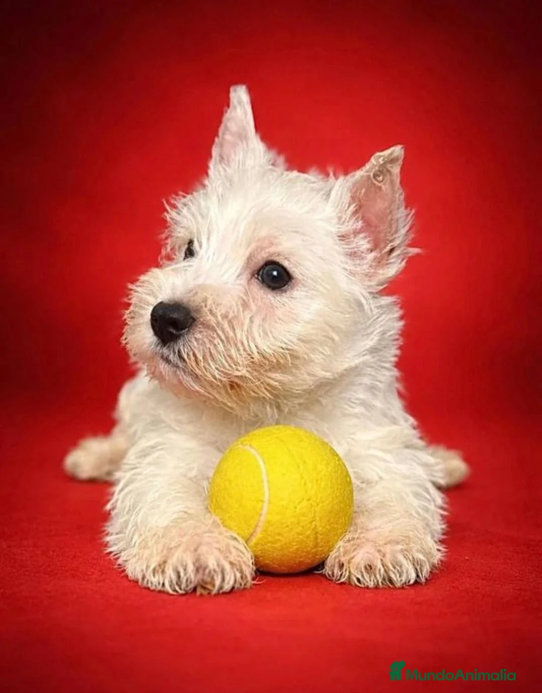 West Highland White Terrier perros en venta: Westy en Cataluña  - Anuncio 1