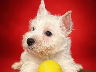 West Highland White Terrier perros Westy en Cataluña - Anuncio 1