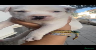 American Staffordshire-Terrier perros - Anuncio 4