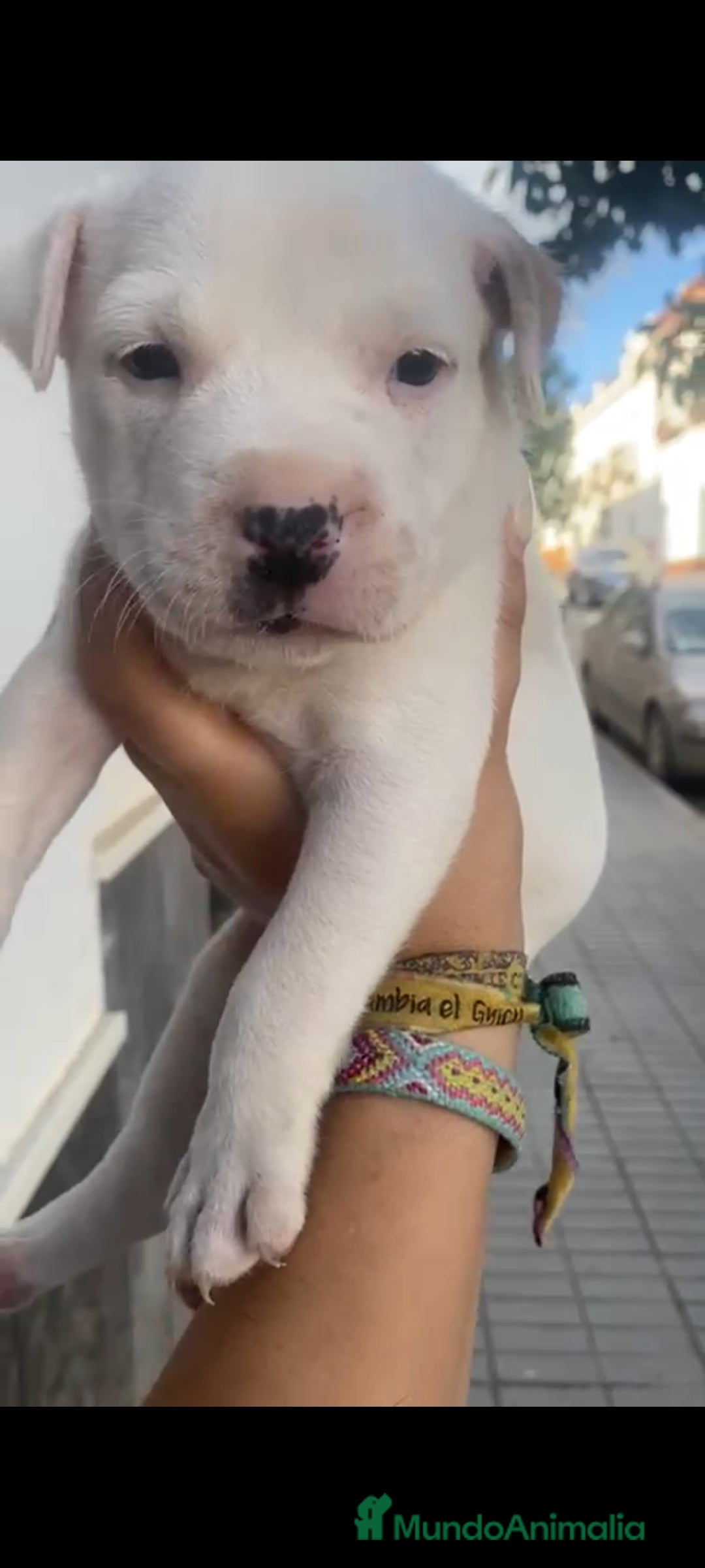 American Staffordshire-Terrier perros en venta: Última pareja de american stanfor!! - Imagen 3