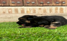 Pastor Alemán perros en venta: Pastor Alemán con pedigree  - Imagen 1