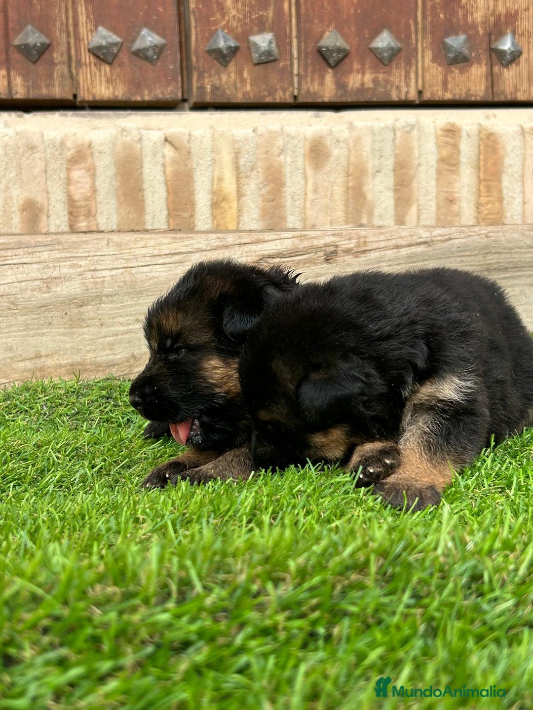 Pastor Alemán perros en venta: Pastor Alemán con pedigree  - Imagen 1
