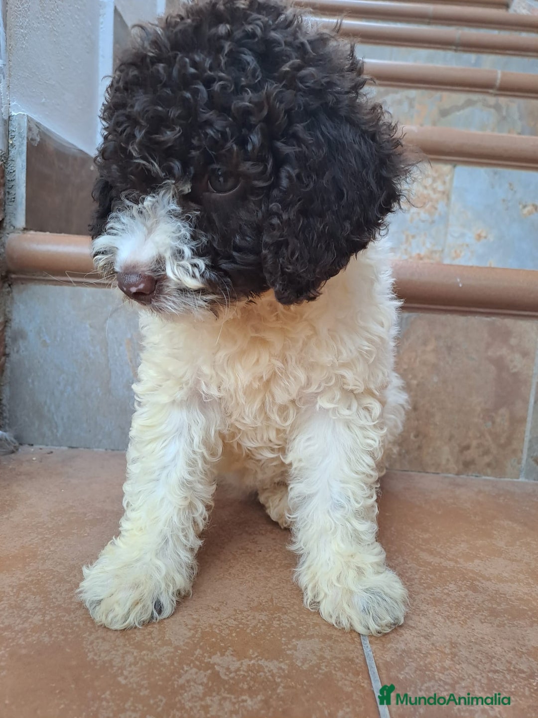 Perro de Agua Español perros en venta: Camada PDAE - Imagen 3
