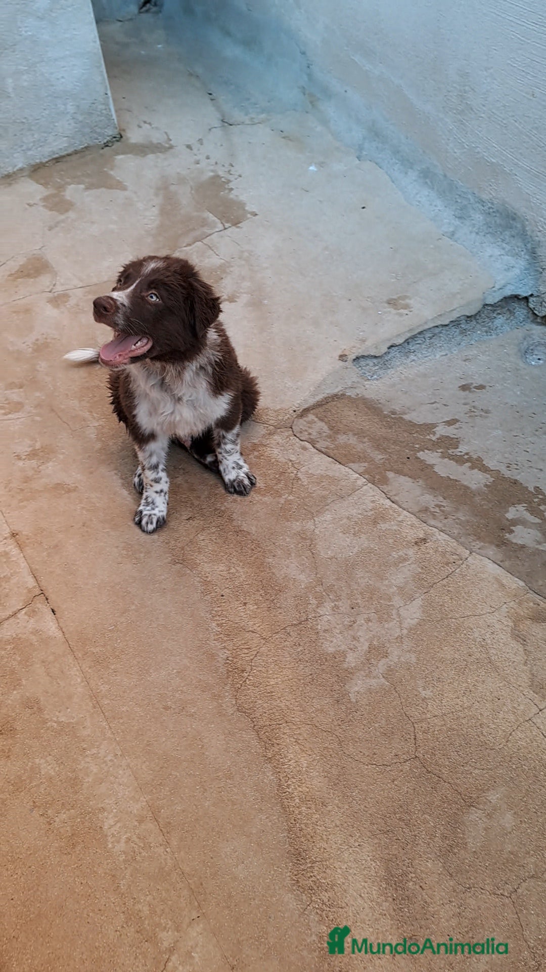 Border Collie perros en venta: Border collie  - Imagen 6