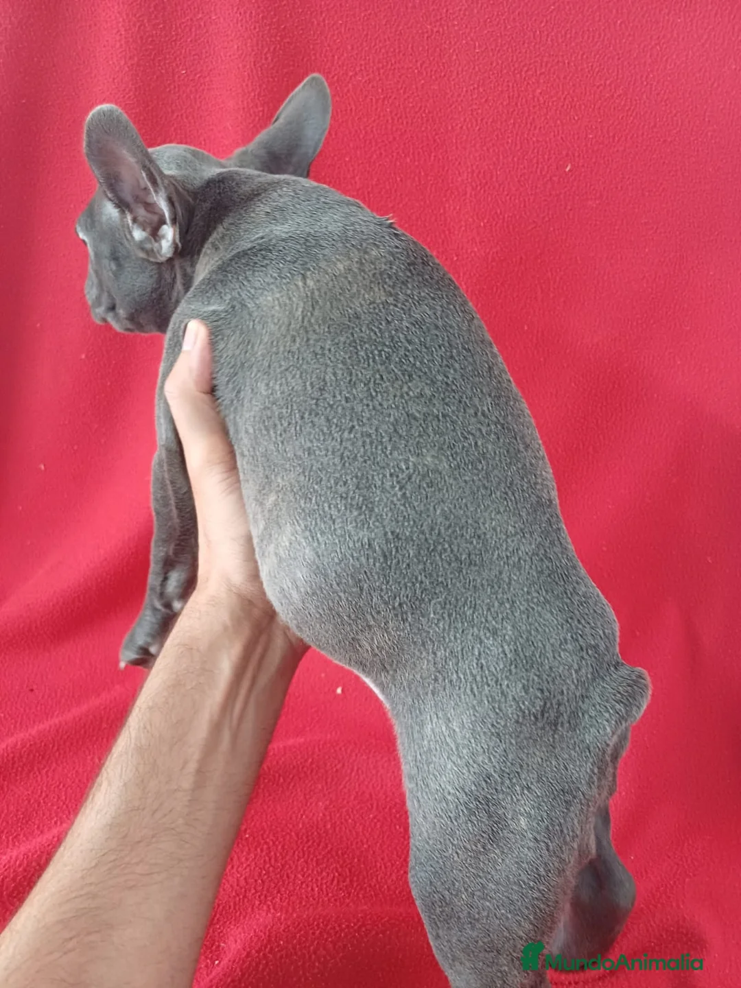 Bulldog Francés perros en venta: Bulldog Francés  - Anuncio 4