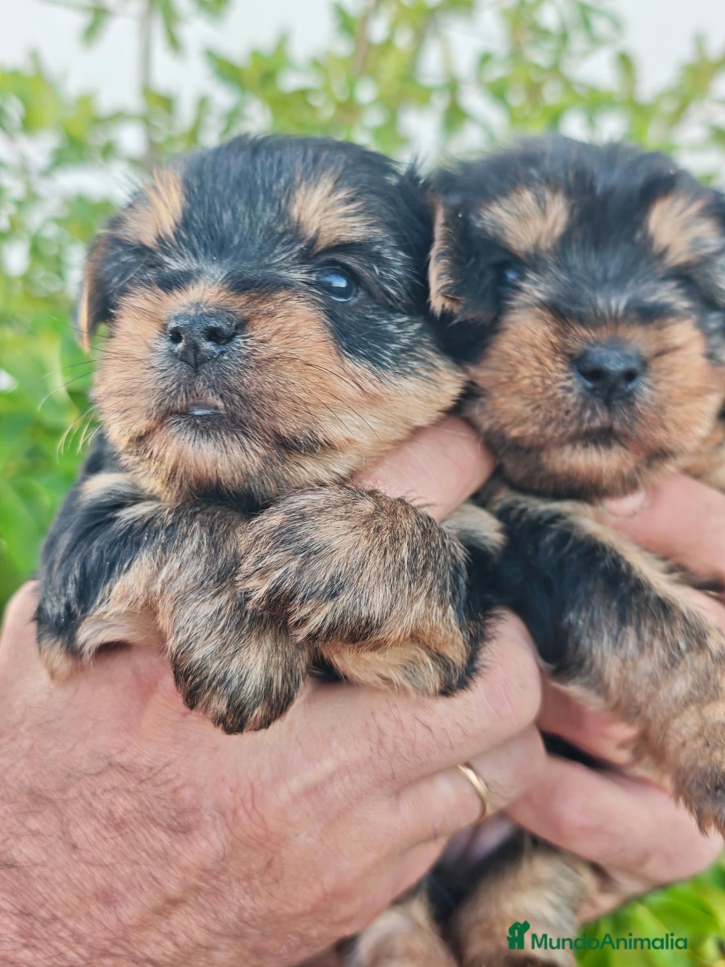Yorkshire Terrier perros Preciosas Yorkshire Madrid - Anuncio 4