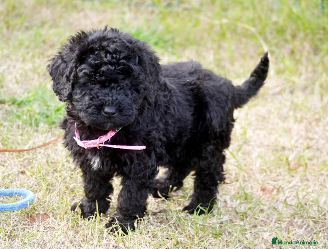 Perro de Agua Español perros en venta: CACHORRO PERRO DE AGUA ESPAÑOL  - Anuncio 25