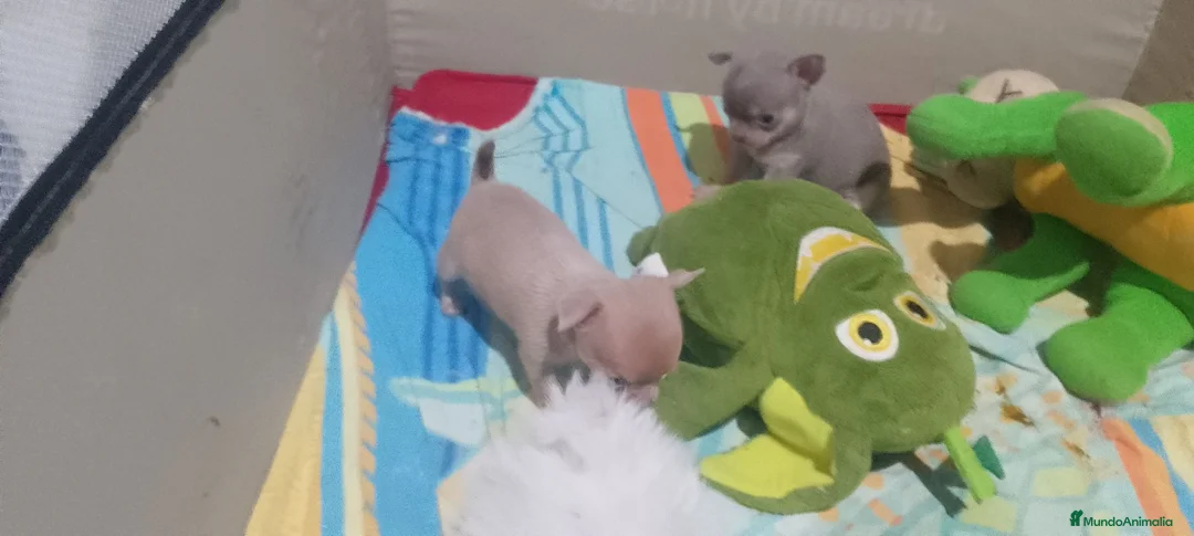 Chihuahua perros en venta: Chihuahuas Exclusivos.mini toys - Anuncio 2