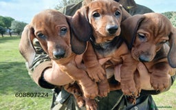 Teckel perros en venta: Cachorros Teckel - Anuncio 2