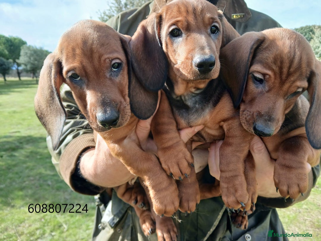 Teckel perros en venta: Cachorros Teckel - Anuncio 2