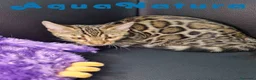 Bengalí gatos en venta: Bengali Hembra 1730 AQUANATURA - Anuncio 3