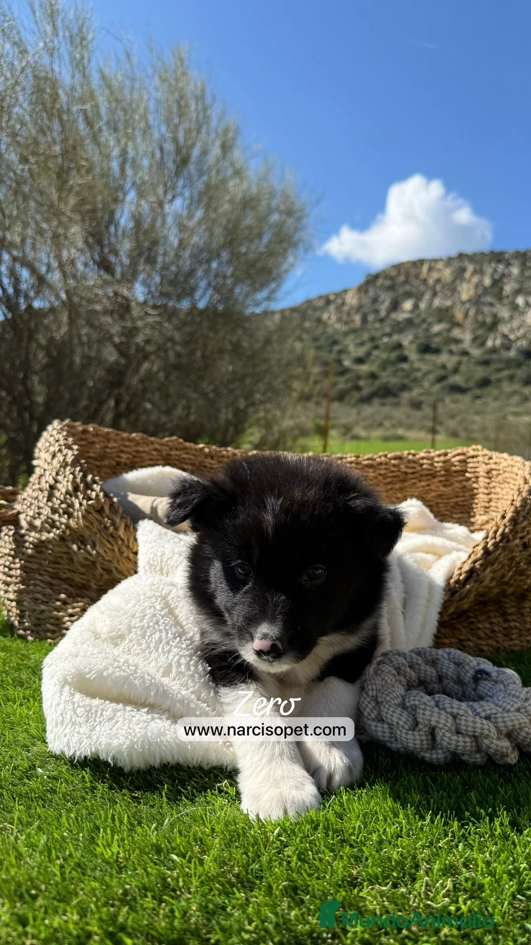 Border Collie perros en venta: CACHORRO BORDER COLLIE - Anuncio 6
