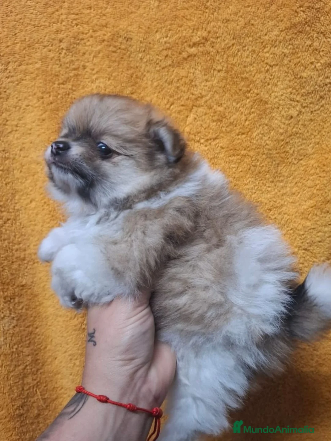 Pomerania perros en venta: Pomerania  - Anuncio 30