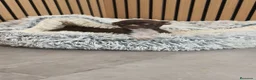 Chihuahua perros en venta: Chihuahua Toy  - Anuncio 6