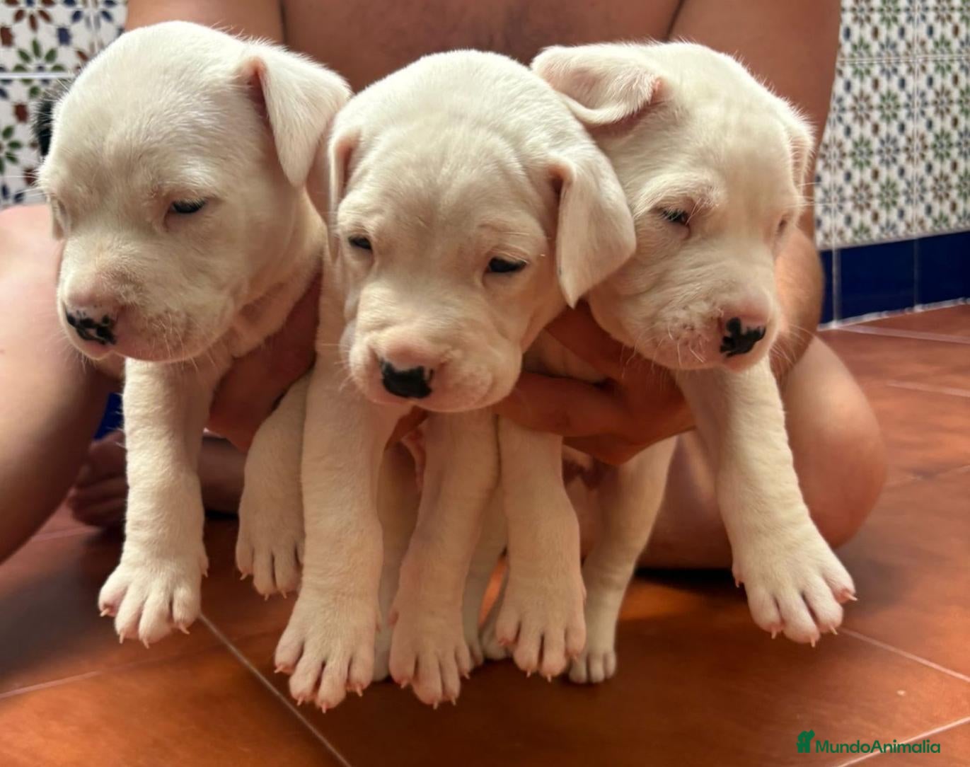 Dogo Argentino perros Dogo argentino - Anuncio 1