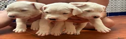 Dogo Argentino perros en venta: Dogo argentino - Anuncio 1