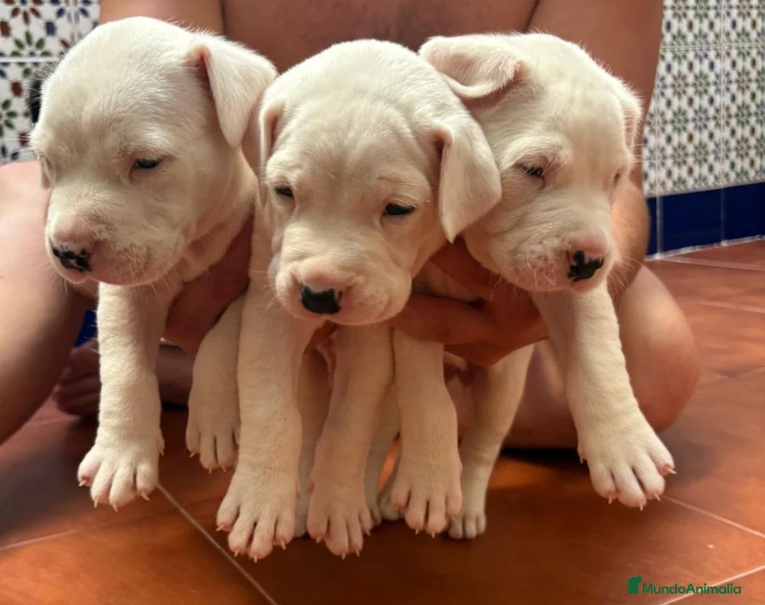 Dogo Argentino perros en venta: Dogo argentino - Anuncio 1