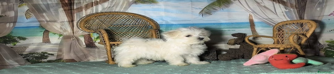 Bichón Maltés Cachorro 1